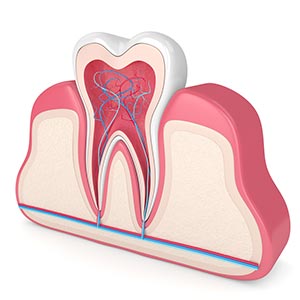 tooth illustration showing tooth root and nerve